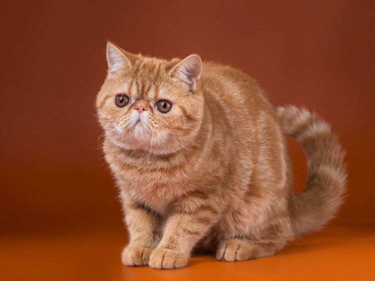 Экзоты злые кошки