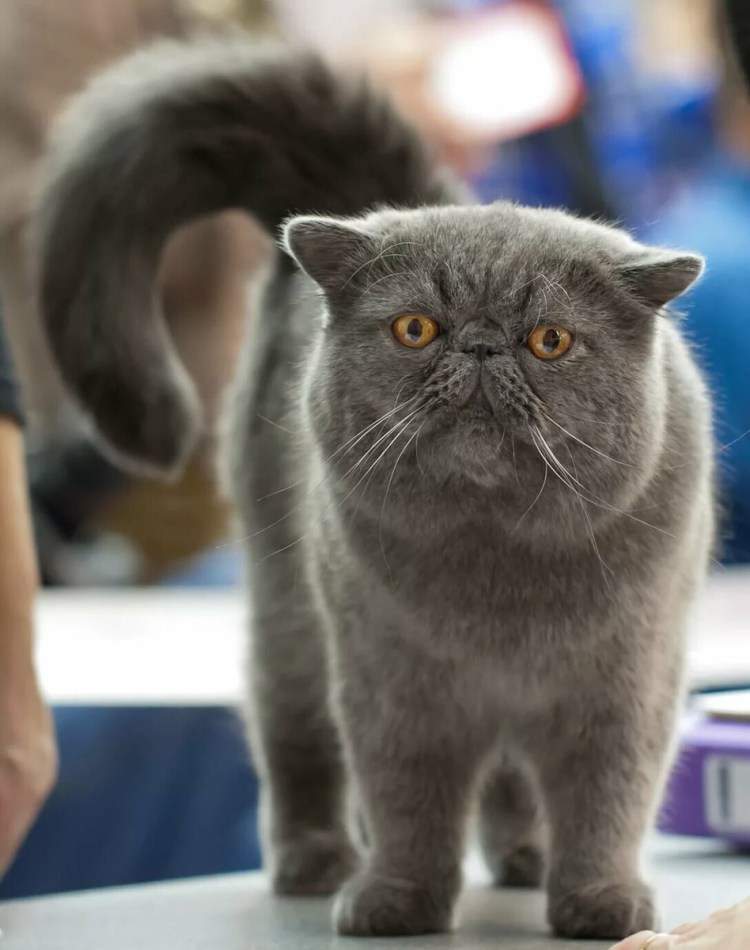 Экзотическая короткошерстная (exotic Shorthair) кошка.