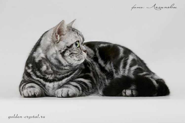 Мраморные британцы чёрный мрамор на серебре