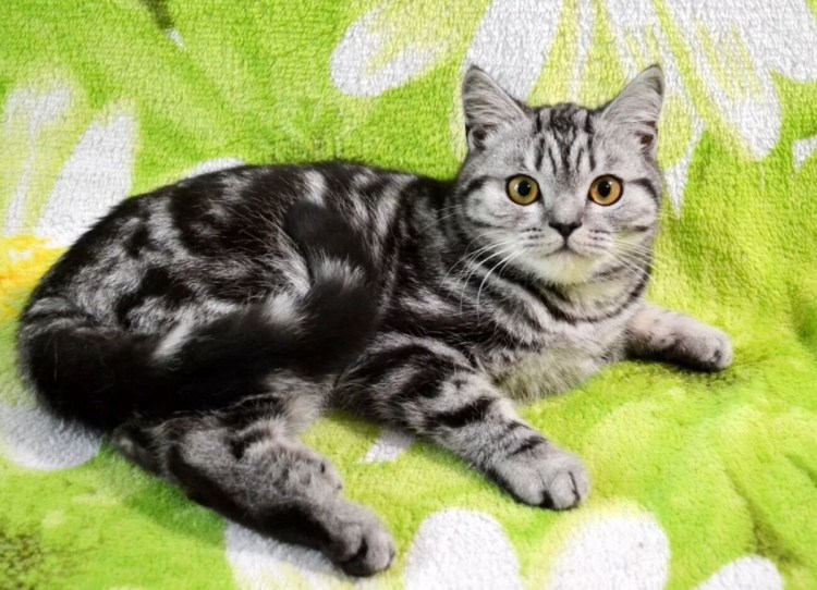 Сибирская кошка черный табби