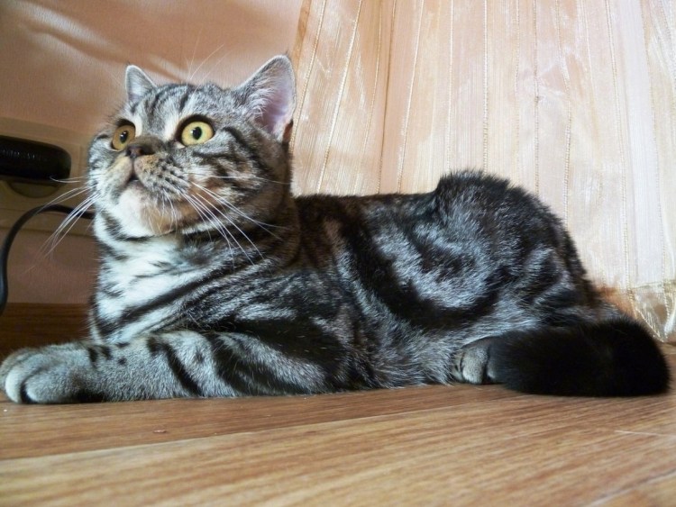 Американская кошка смотреть