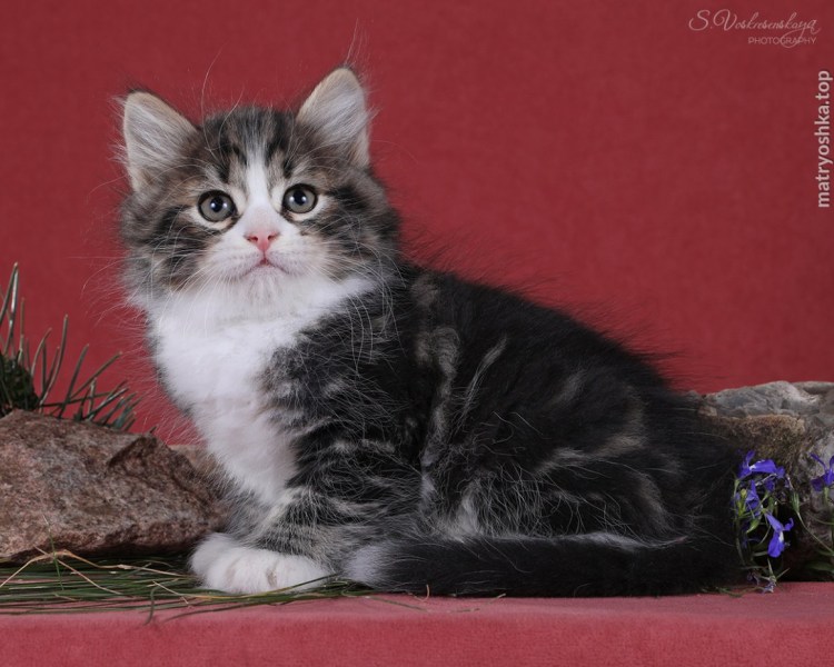 Мраморный кот