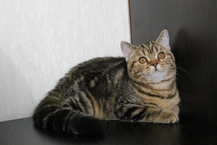 Мейн кун черный табби