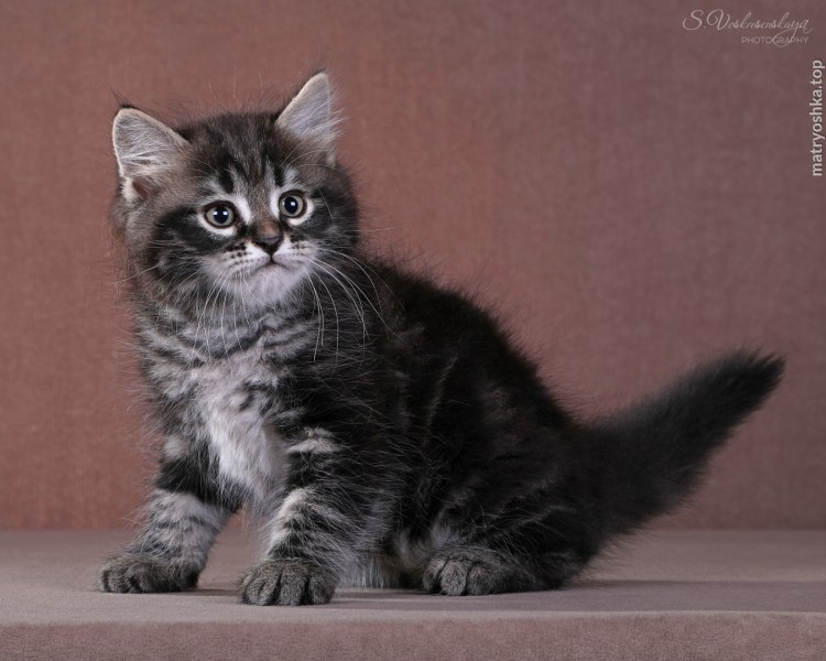 Сибирская кошка черный табби