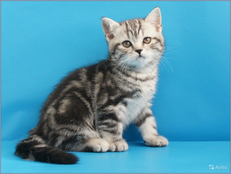 Шотландская прямоухая котенок окрас черный мраморный