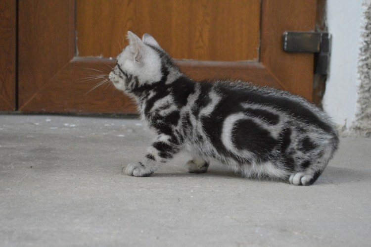 Британская скоттиш страйт черный дым