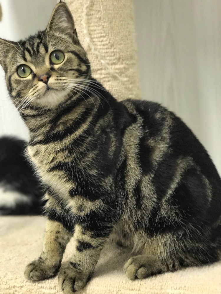 Шотландский вислоухий кот черный мрамор