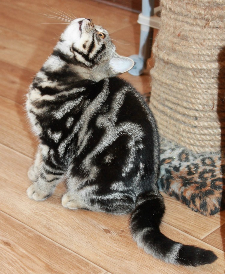 Черный мраморный британец кот