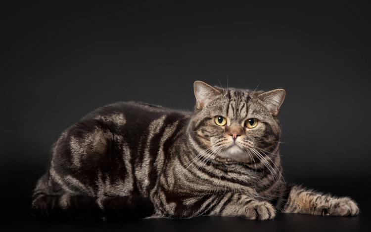 Черный золотой мраморный табби