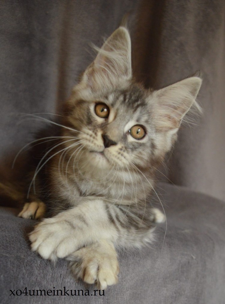 Арктур питомник Мейн