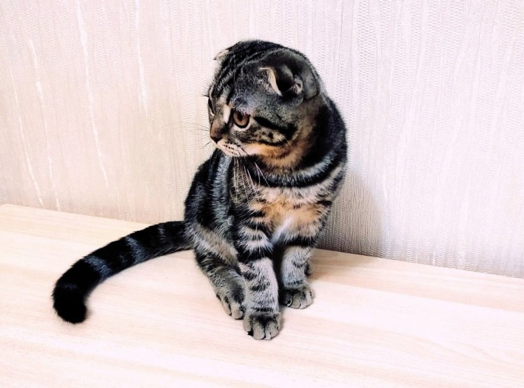 Метис британца мрамор