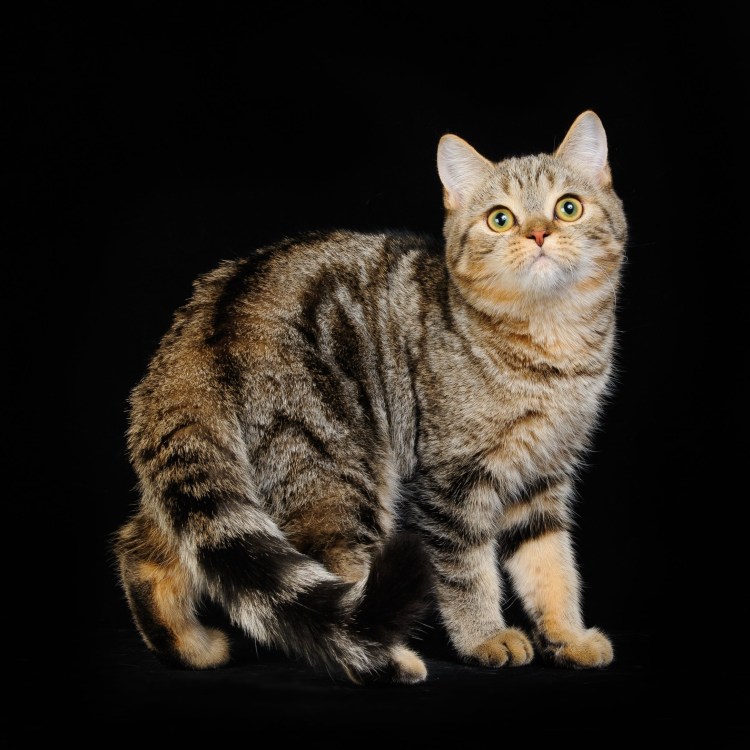 Скоттиш фолд страйт