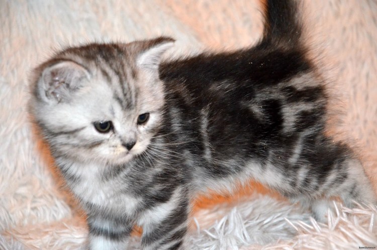 Мраморный бенгальский кот