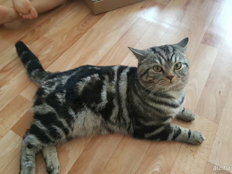 Мейн кун черный мрамор