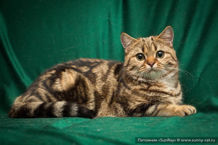 Мраморные котята шотландцы