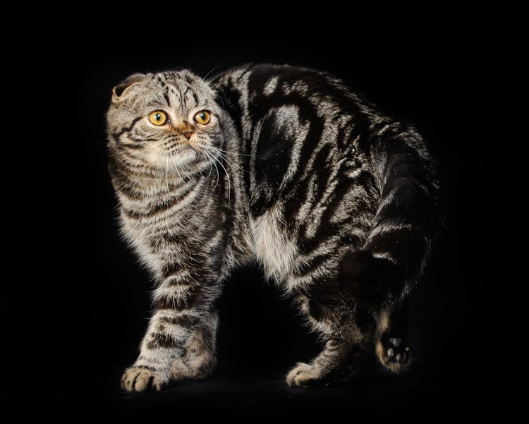 Шотландская прямоухая кошка черный мрамор