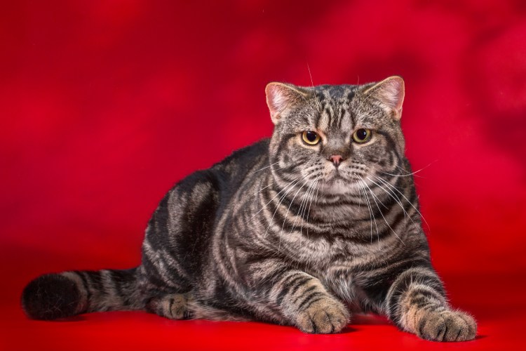 Шотландская кошка прямоухая золотой мрамор