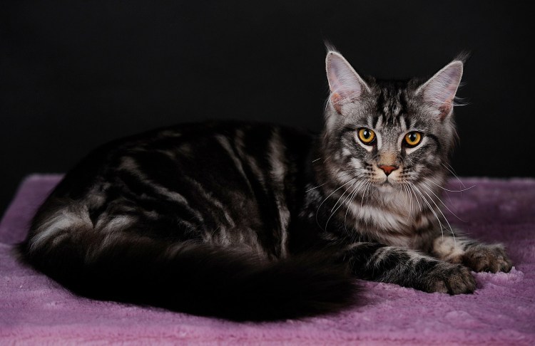 Шотландская вислоухая черный мрамор