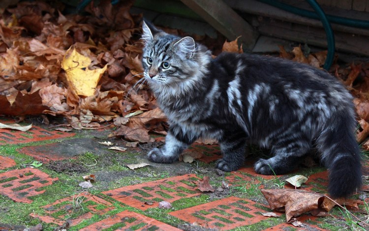 Черный мрамор на серебре (NS 22 64)