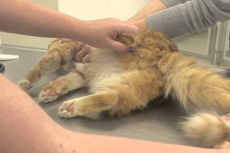 Кастрирование кота операция