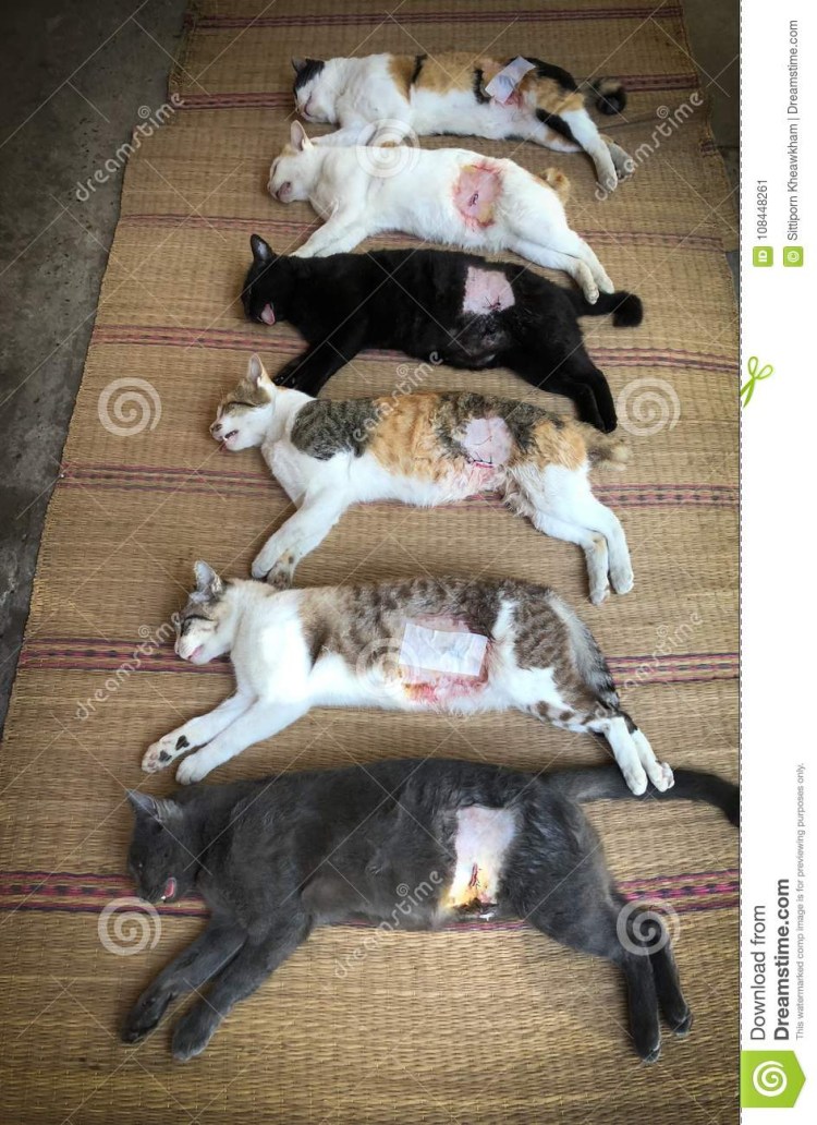 Анальное отверстие кошки