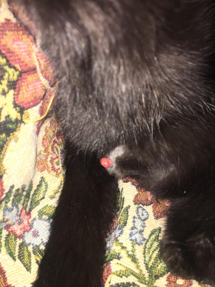 Стерилизованные кошки требуют кота?