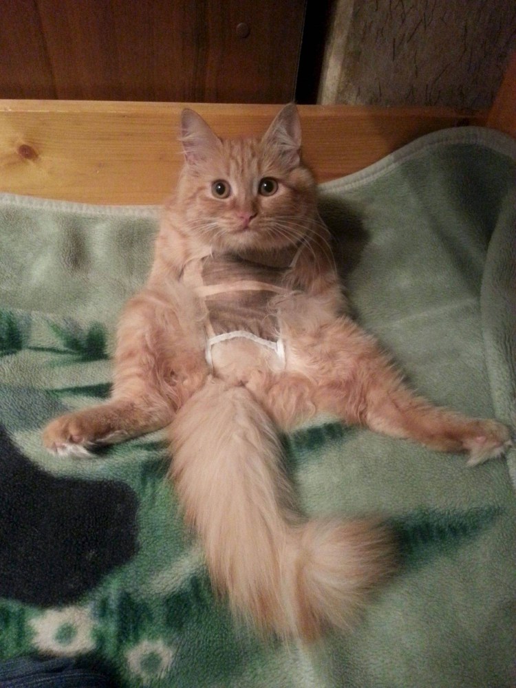 Беременность и роды у кошек