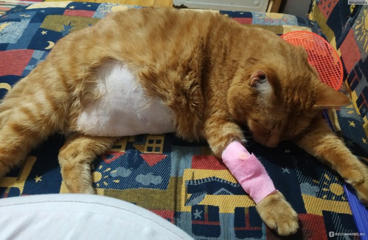 Шов у кастрированного кролика