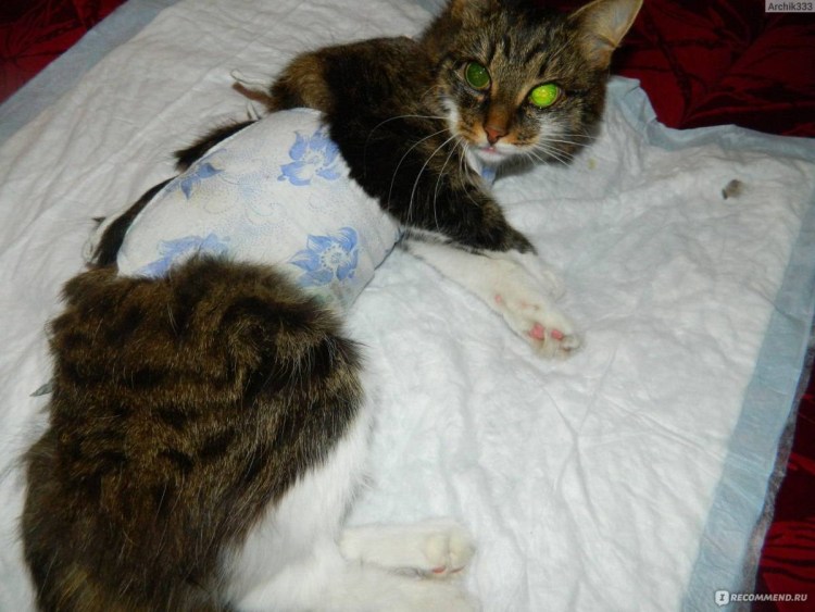 Кошка после родов капает