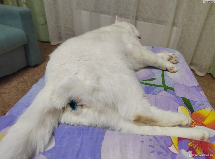 Рвотная болезнь у кошек