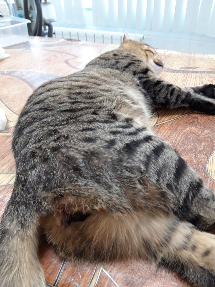 Пеленка для стерилизации кошки