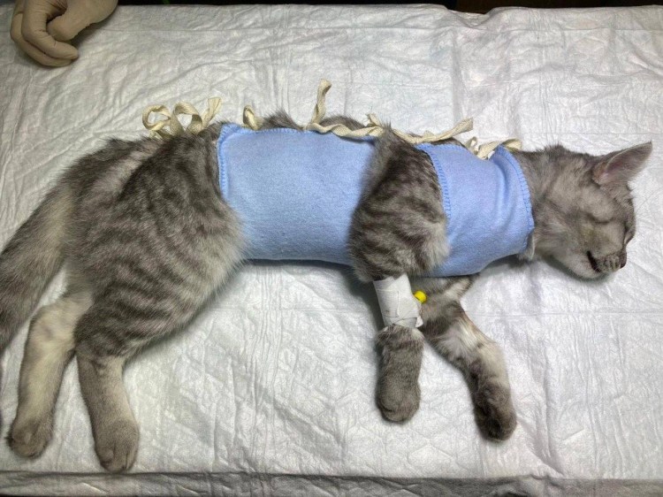 Картинки про кастрированных котов