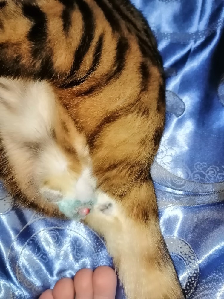 Яички кастрированного кота