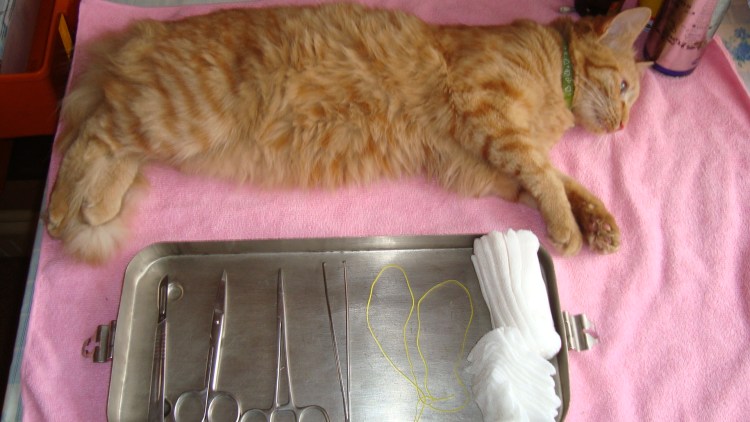 Кошка медик