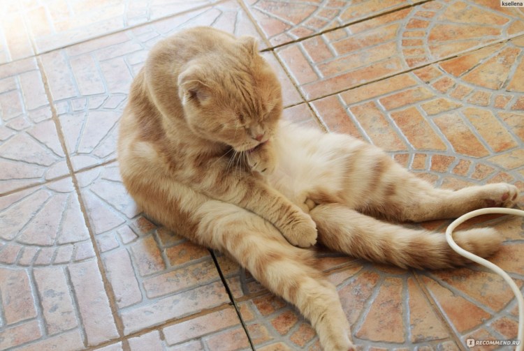 Реакция кота