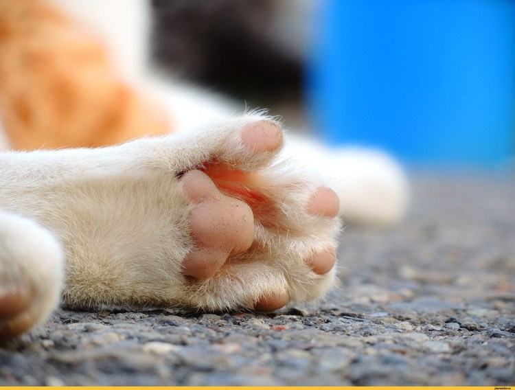 Кошачья лапка