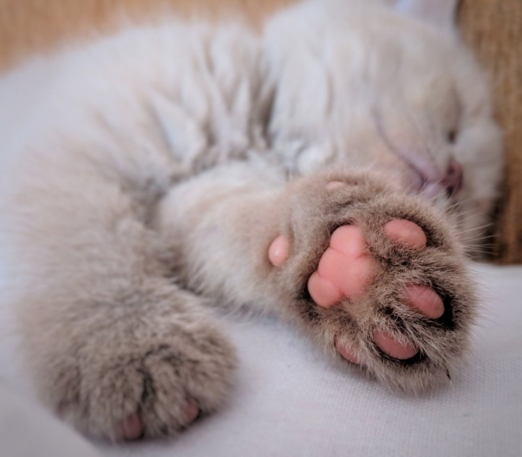 Кошачья лапа