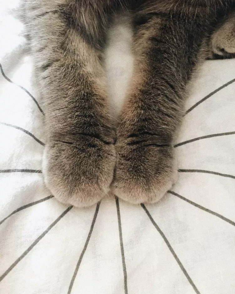 Пушистые лапки котика