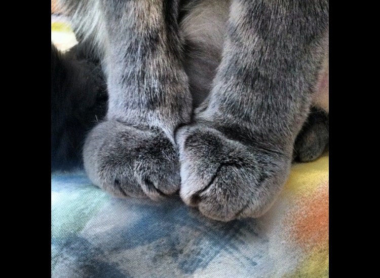 Пушистая лапка кота