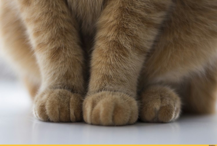 Кошачья лапка