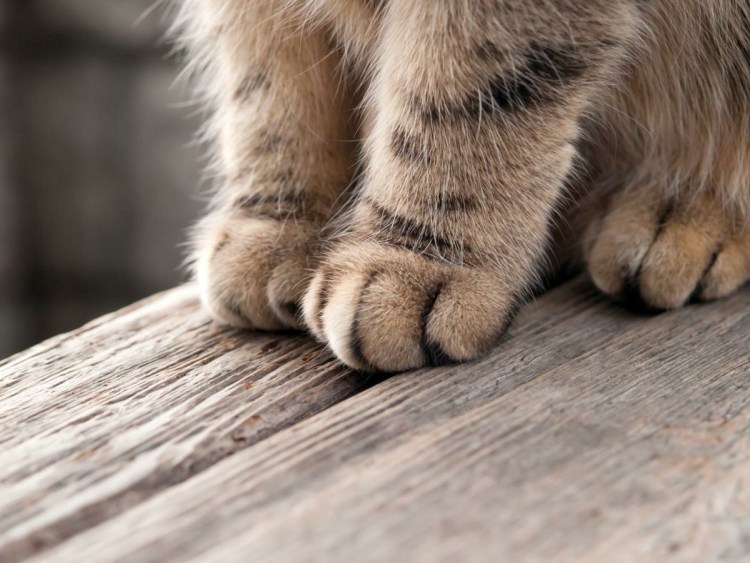 Пушистые лапки