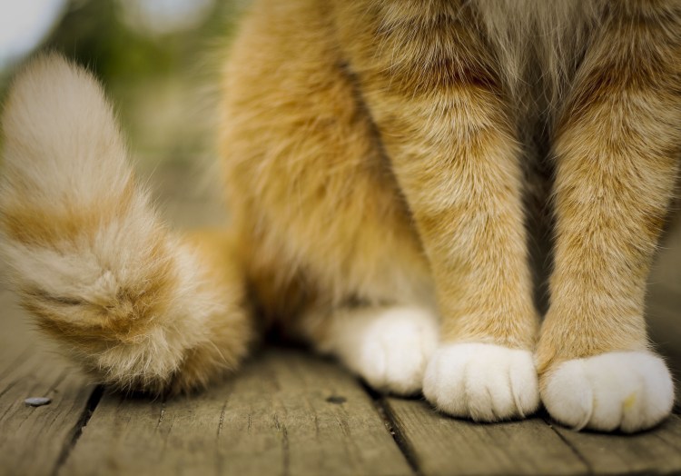 Лапка котика подушечки