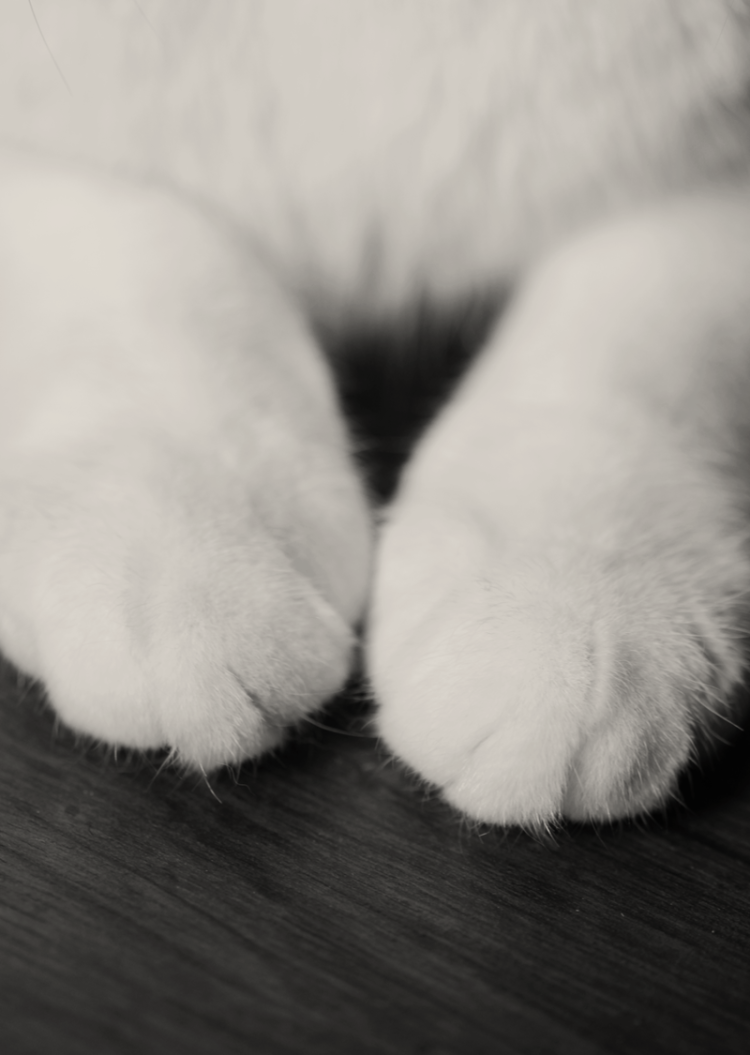 Кошачьи лапки подушечки