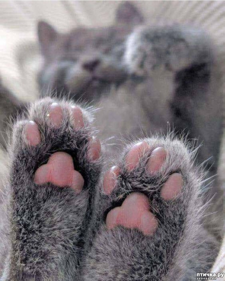 Подушечки лап