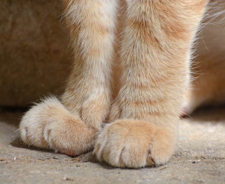 Лапки кошки