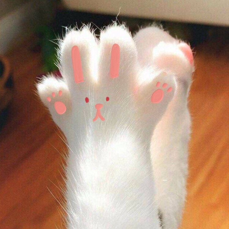 Лапка котика