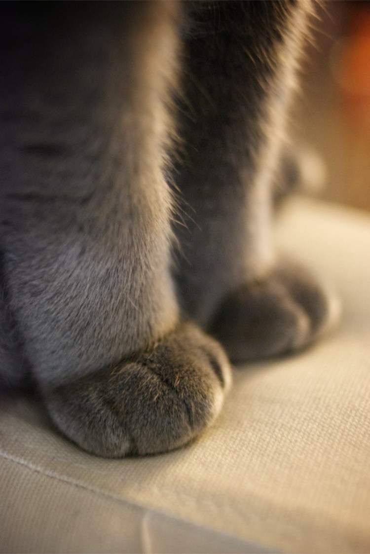 Пушистые лапки