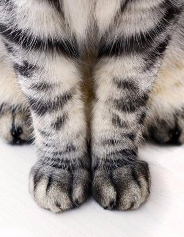 Кошачьи подушечки
