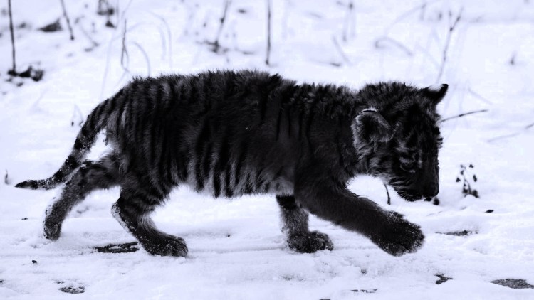 Тигры меланисты