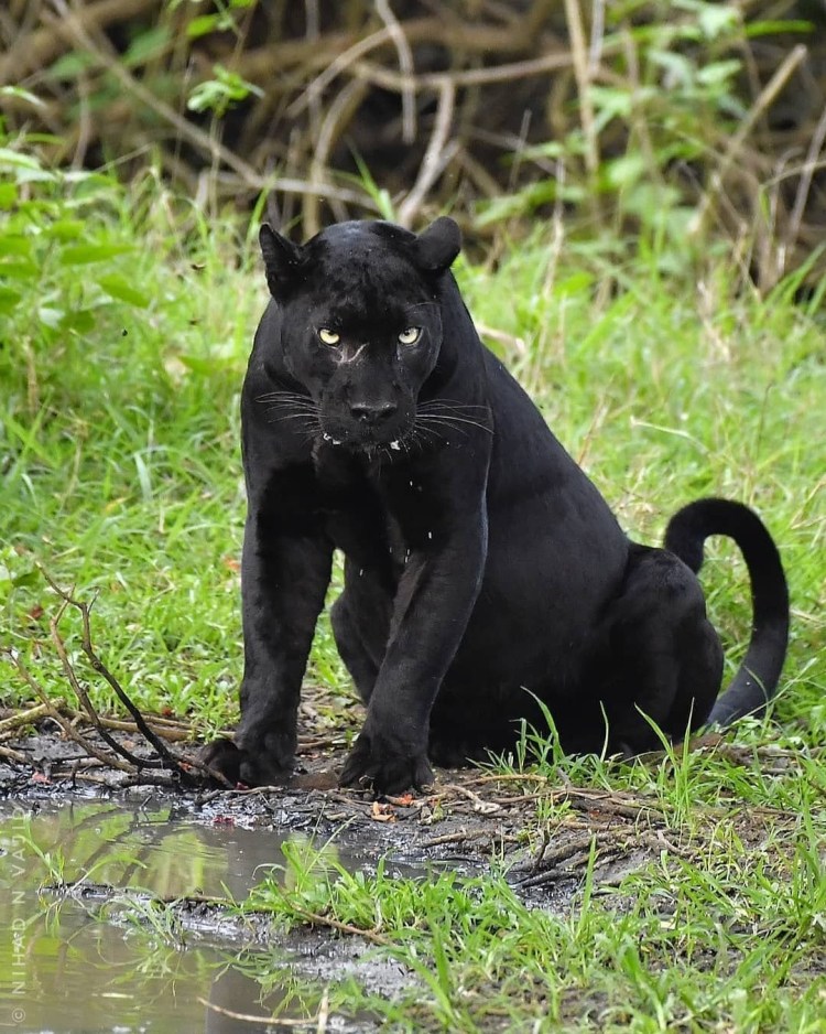 Пантера обои